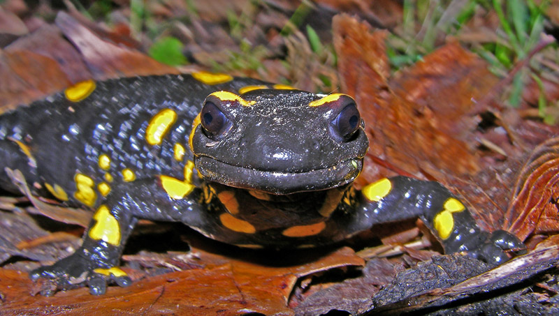 Salamandra salamandra salamandra